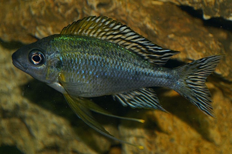 Ophthalmotilapia nasuta 'Ndole Bay'